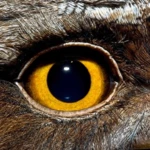 ojos android application logo